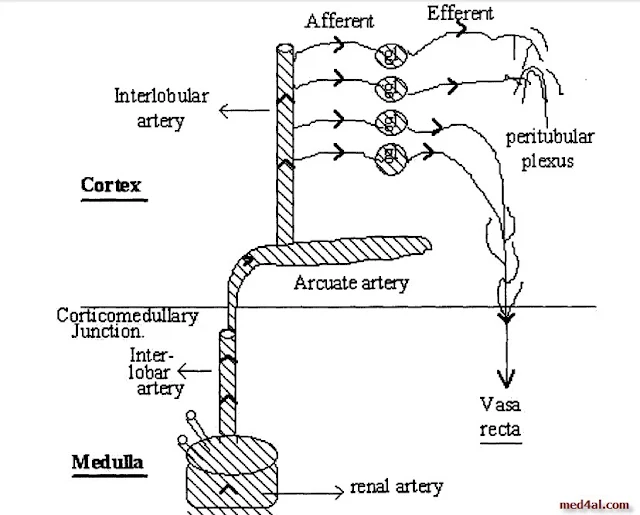 Intra-renal-circulation