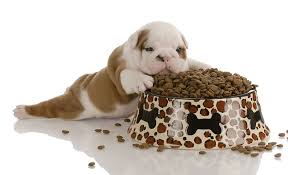 When to Switch Puppy to Adult Dog Food?