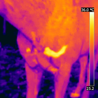 Equine Thermal Imaging