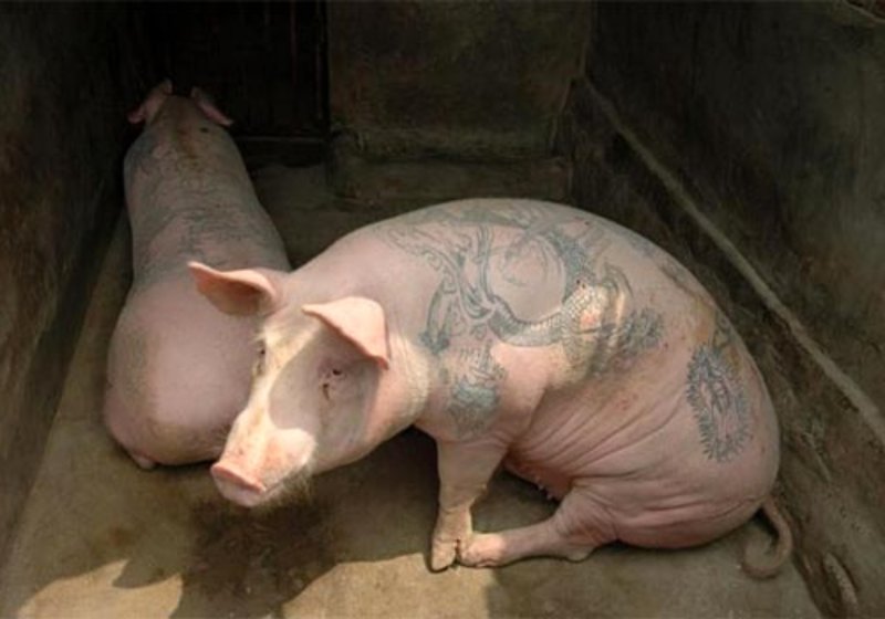 pig tattoos designs