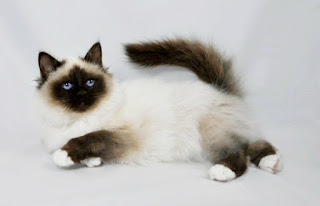 Gambar Kucing Birman