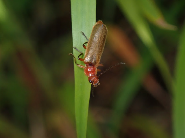 Cantharis inculta