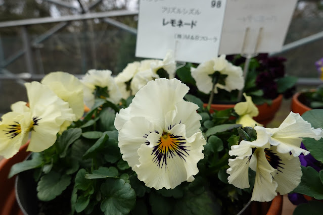 とっとり花回廊　クリスタルロード　パンジービオラ展