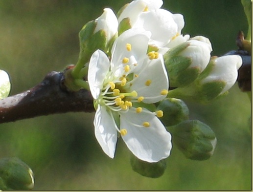 inizi primavera 016