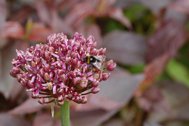  Allium atropureum