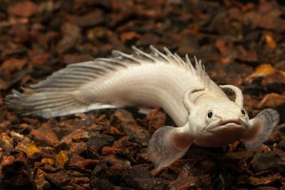 Polypterus atau Ikan Palmas