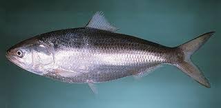 Hilsa, hilis