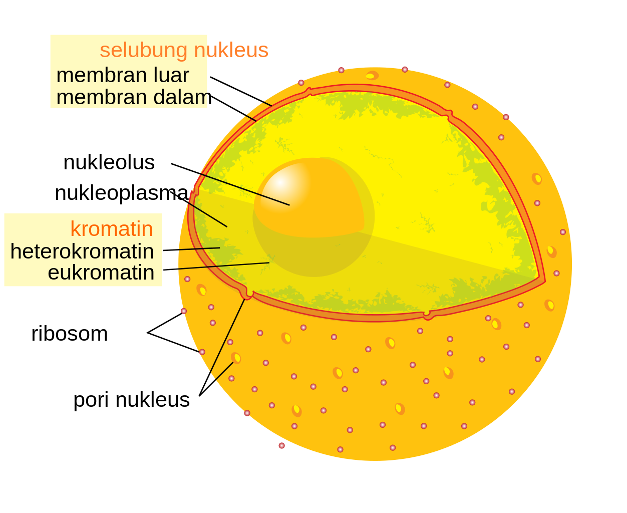 Pengertian Inti Sel  Nukleus  Lengkap Bagian Struktur 