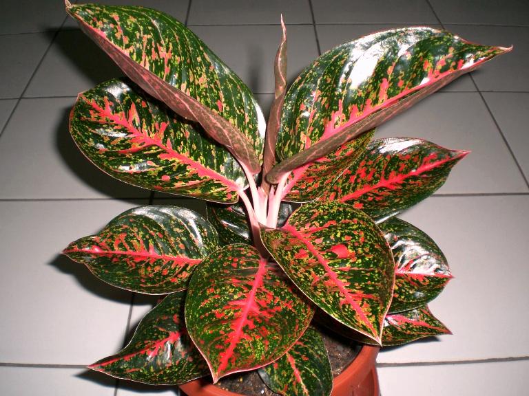 Agroteknologi AGLAONEMA 