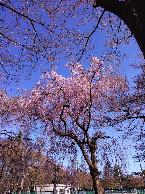 遅咲きの桜