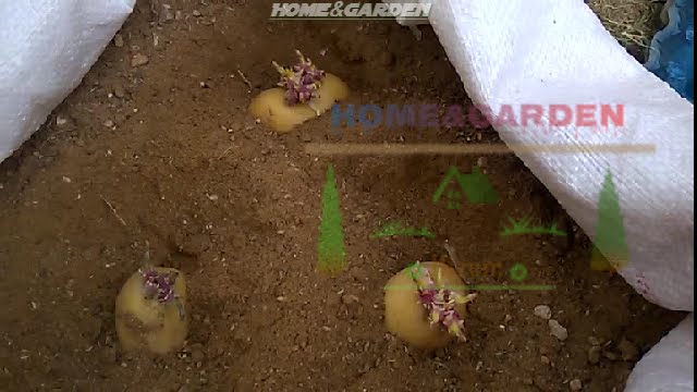 Plant potatoes about 2-3” deep with sprouts facing up. Cover with soil and water. Keep plants watered, but not wet. Potatoes need consistent water, you have to keep the soil moist, but not wet.