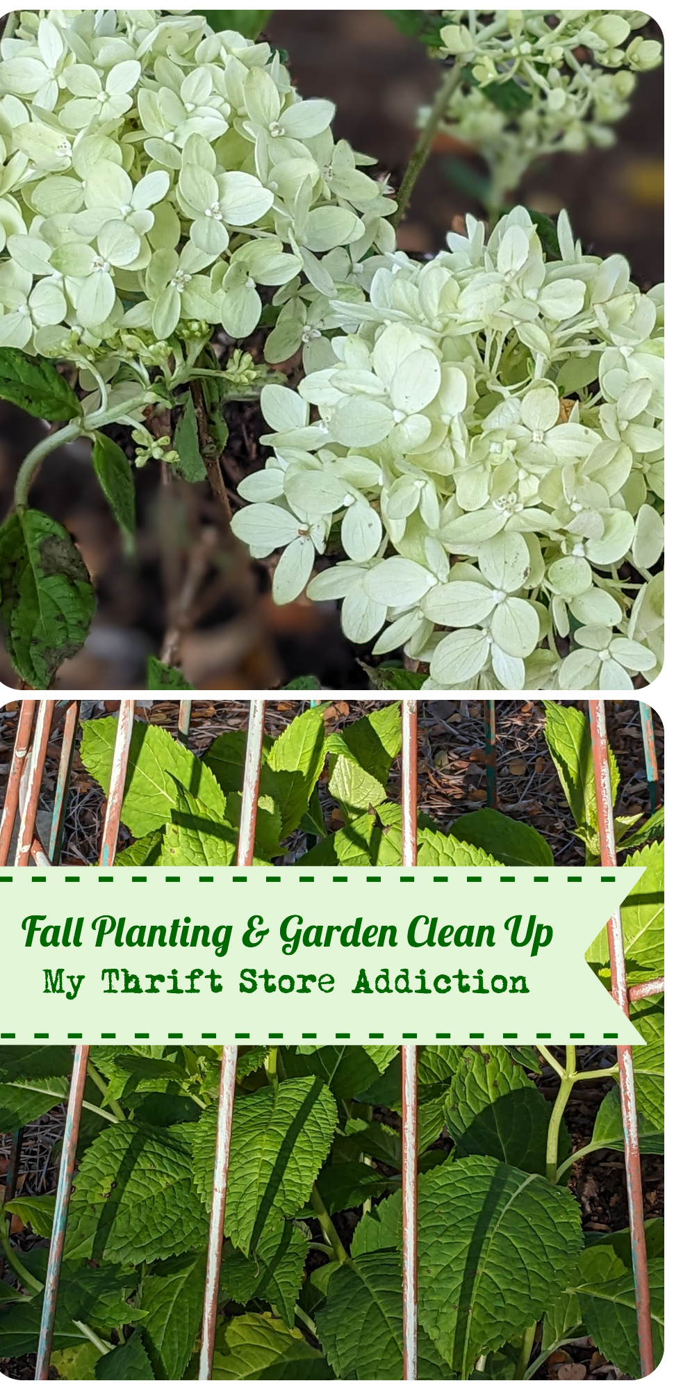 fall planting and garden clean up tips