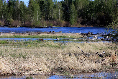 Goose near Victor Crossing on Bitterroot River