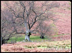 Lake District