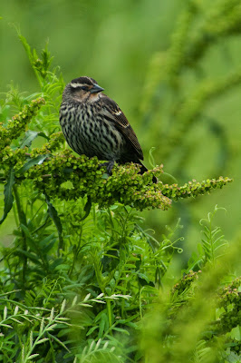 Red-winged Blackbird, Hagerman National Wildlife Refuge