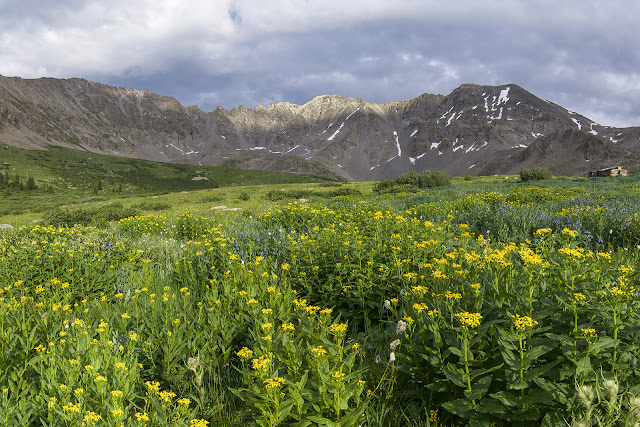 Wildflowers in Mayflower Gulch with Atlantic Peak and Fletcher Mountain