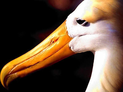 Wallpaper Animals Albatross 