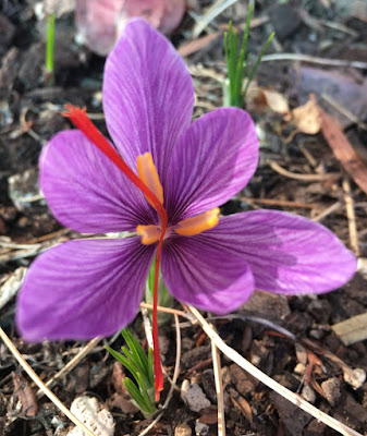 Crocus sativus or saffron crocus