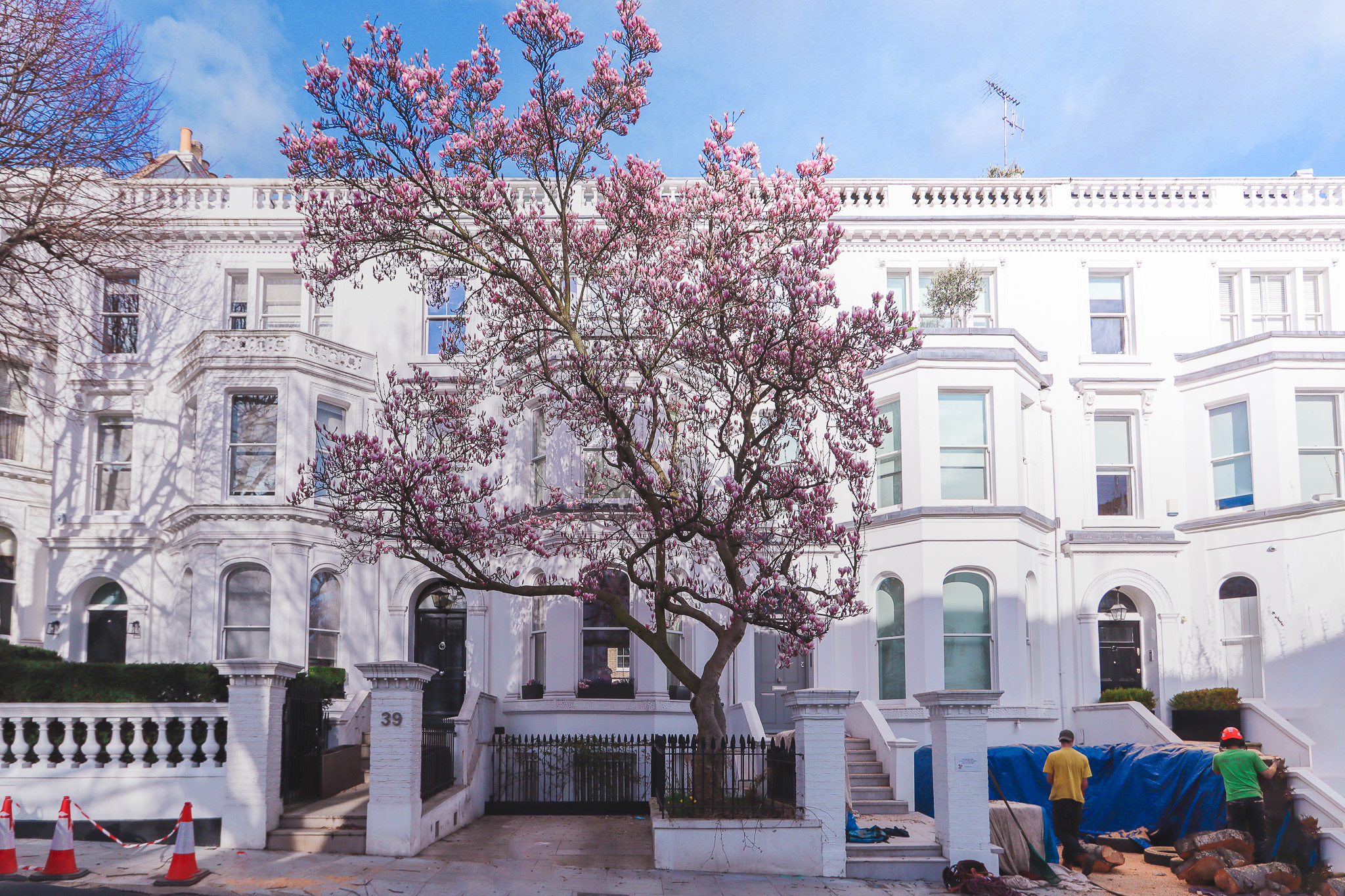 39 Argyll Rd magnolia in bloom, Notting Hill, London