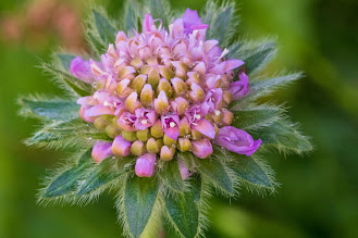 [Caprifoliaceae] Knautia sp. – Scabiosa (Ambretta) – could be K. longifolia