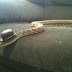 Gentle snake
