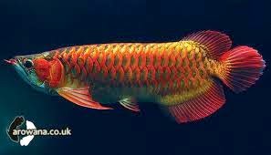 Arowana set of Borneo SENI BUDAYA INDONESIA