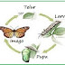 Proses Metamorphosis Pada Kupu-kupu 