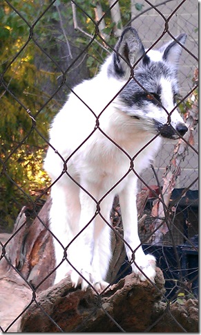 arctic fox