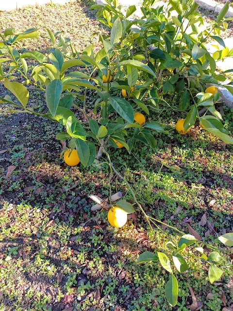 The Winter Lemon  Harvest at Miz Helen's Country Cottage