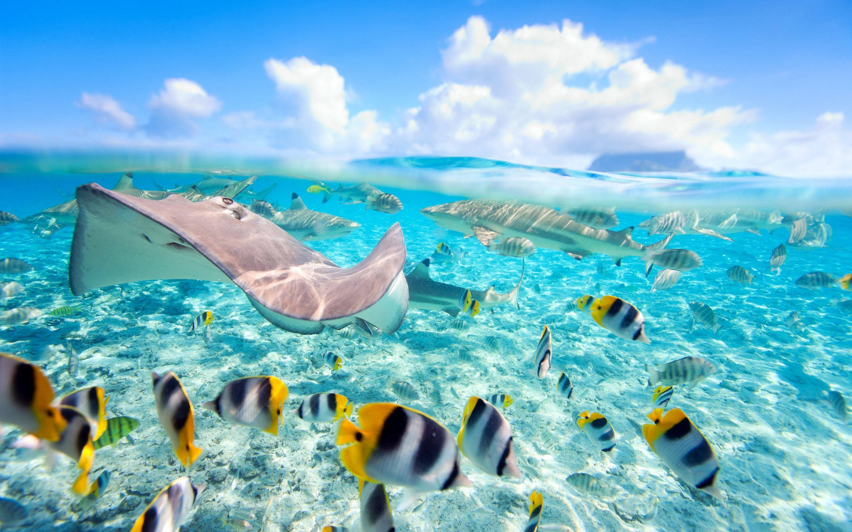 Download 20+ Fish Wallpapers - Most beautiful places in the world |  Download Free Wallpapers