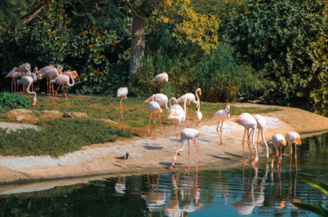 flamingos in and near water at Dubai Zoo