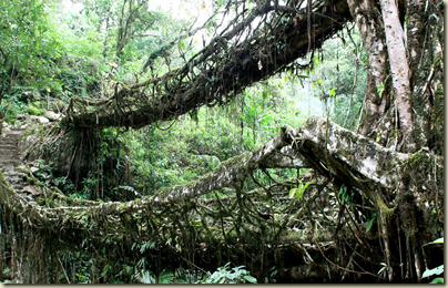 Tree Bridge 5