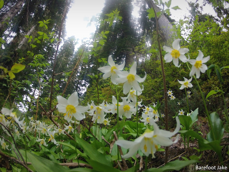 Olympic wildflowers