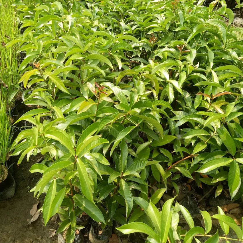 bibit jambu jamaika brazil tanaman unggul Cimahi