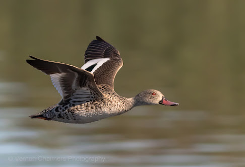 Using Auto ISO 500 with Canon EOS 7D Mark II - Image: Vernon Chalmers Photography