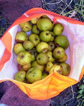 bag of apples