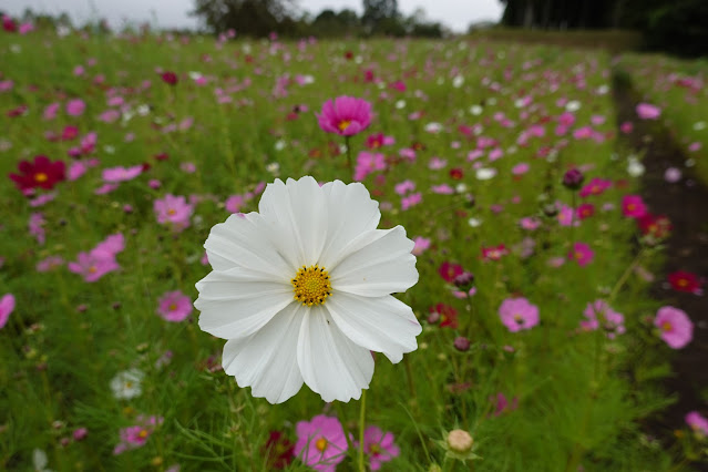 鳥取県西伯郡南部町鶴田　とっとり花回廊　秘密の花園