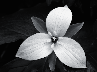 black and white flowers background. lack and white floral