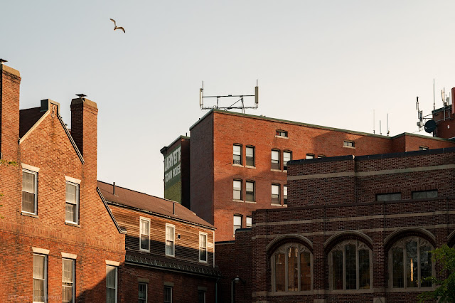 Portland, Maine June 2023 A seagull soaring above the courtyard of the State Street Church.