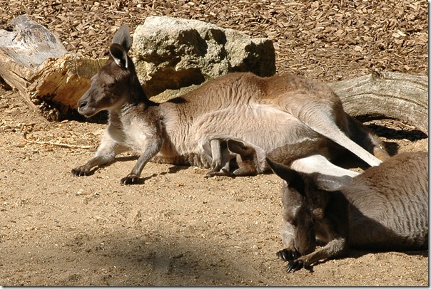 marwell zoo 050