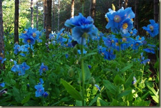 blue poppy
