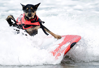 10 pictures of surfing dogs from the 2012 Incredible Surfing Dog Challenge, surfing dogs, funny dogs, surfing dog pictures