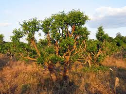 Yerba mate Ilex paraguariensis