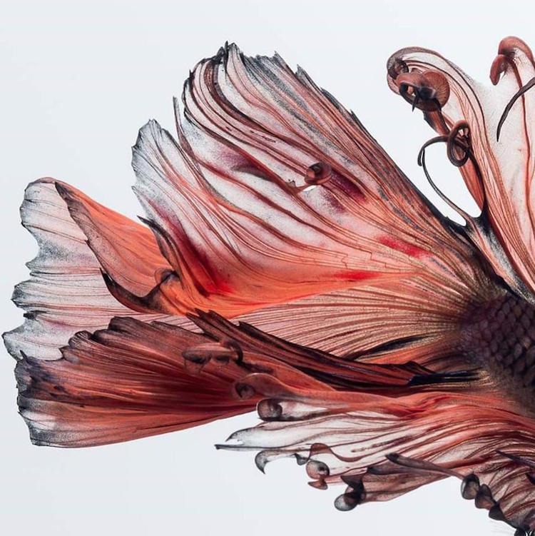 Breathtaking Siamese Fighting Fish Portraits Resemble Colorful Clouds of Ink in Water