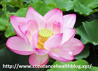 Lotus Flowers