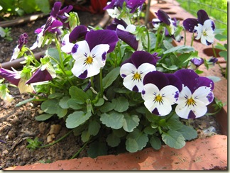 Garden Purple 038
