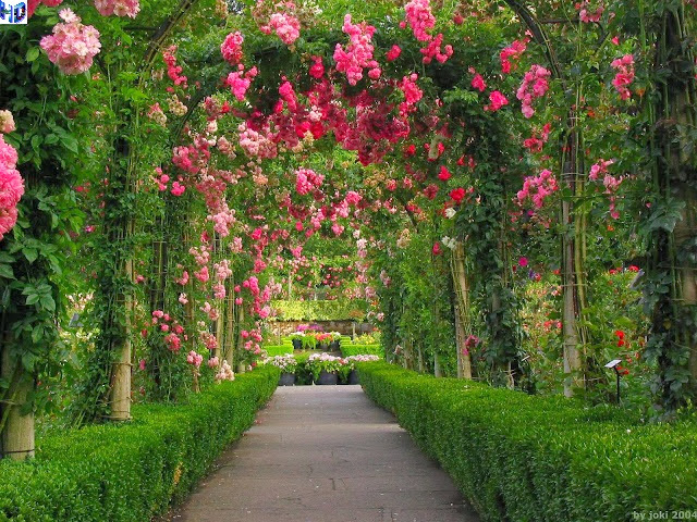 Rose garden wallpaper