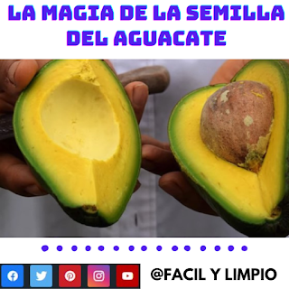 ¿Qué beneficios o propiedades contiene la semilla de palta o aguacate para tu salud?