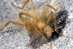 lalat berambut Male hairy flies (shown here) are larger than females and reach a length of about 04 in (1 cm) Credit Robert Copeland