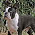 Boston Terrier